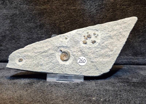 Calcite ammonites