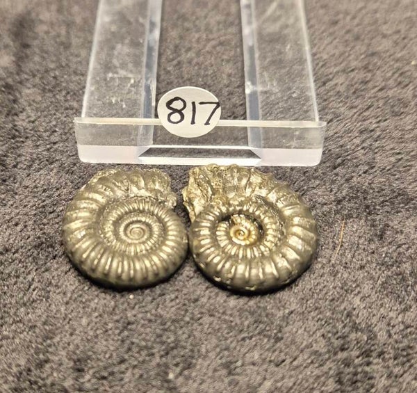 Pyrite Ammonites x 2  817