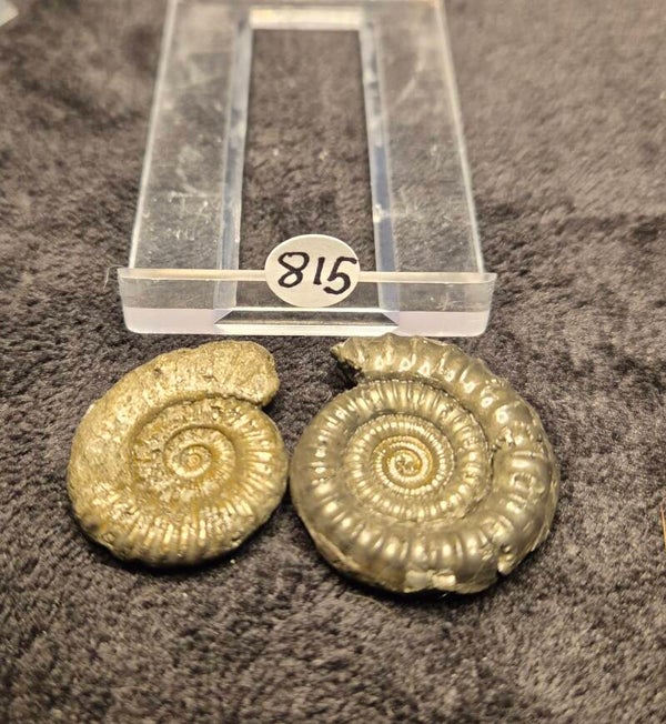 Pyrite ammonite x 2  815