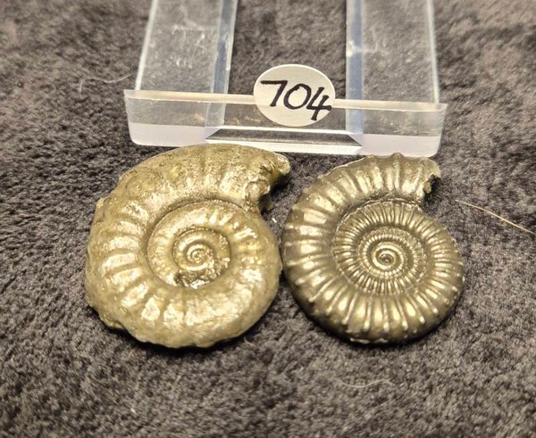Pyrite ammonite x 2  704