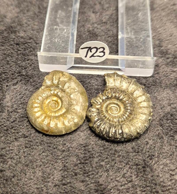 Pyrite ammonites x 2   723