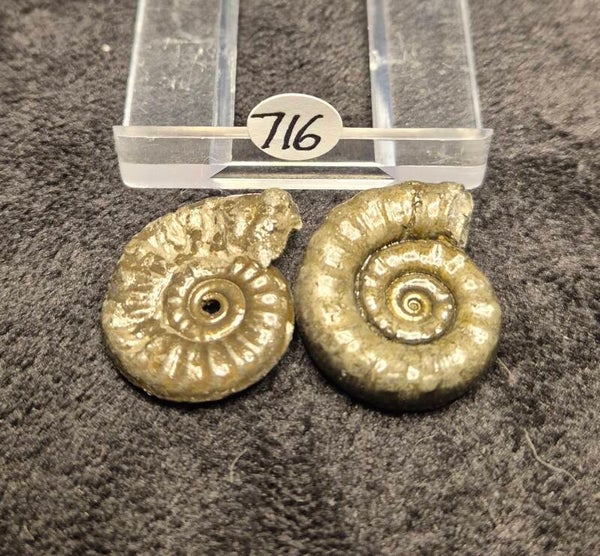 Pyrite ammonites x 2  716