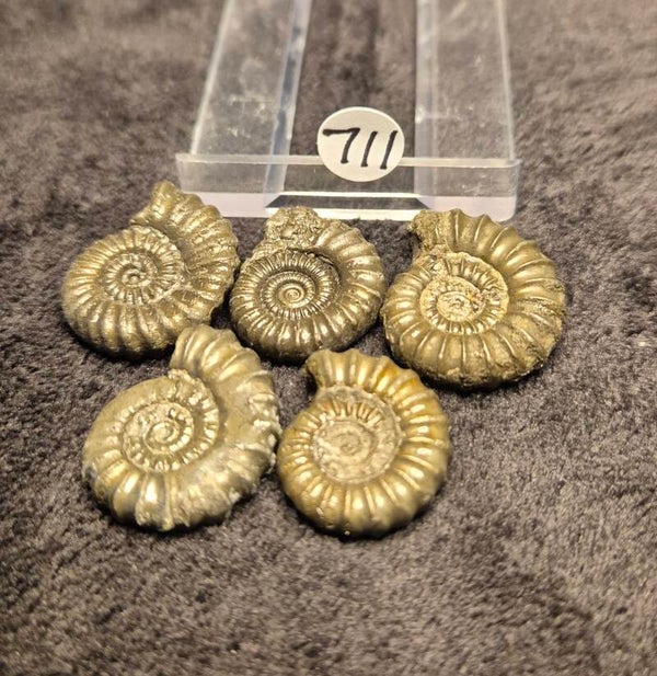 Pyrite ammonites x 5  711