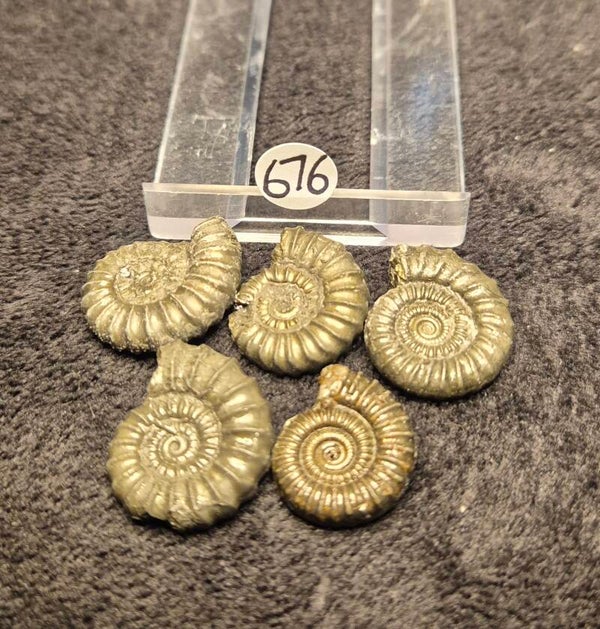 Pyrite ammonites x 5  676