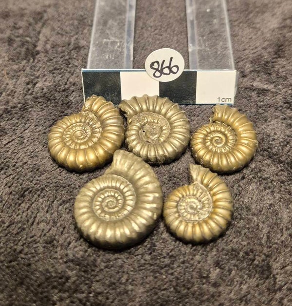 Pyrite ammonites x 5  866