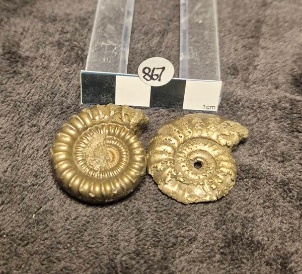 Pyrite ammonites x 2  867