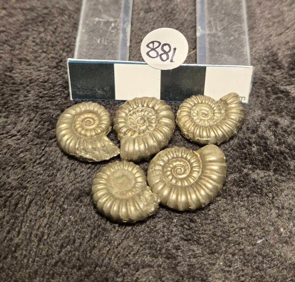 Pyrite ammonites x 5  881