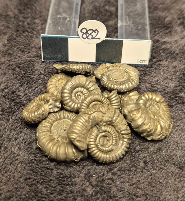 Pyrite ammonites x 10  882
