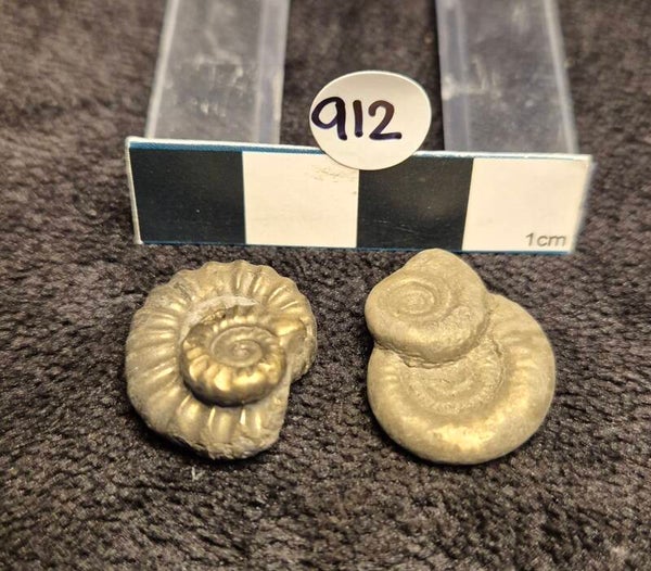 Pyrite double ammonites x 2  912