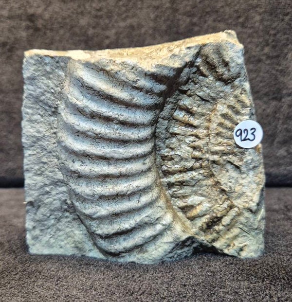 Ammonite fragment