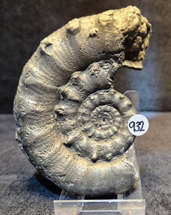 Pyrite ammonite 932