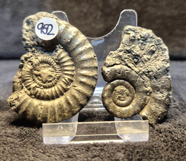 Pyrite ammonites x 2   952