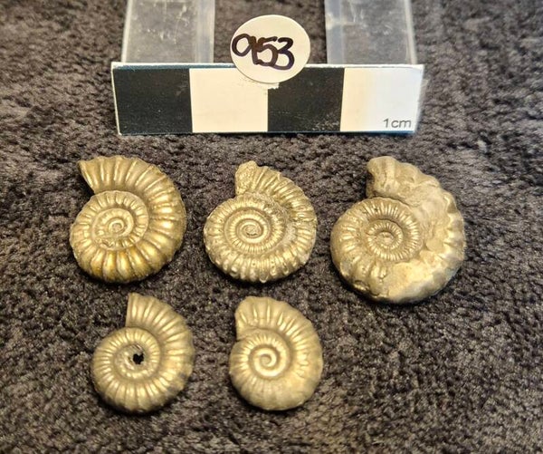 Pyrite ammonites x 5   953