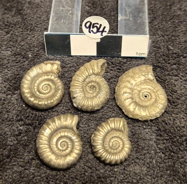 Pyrite ammonites x 5