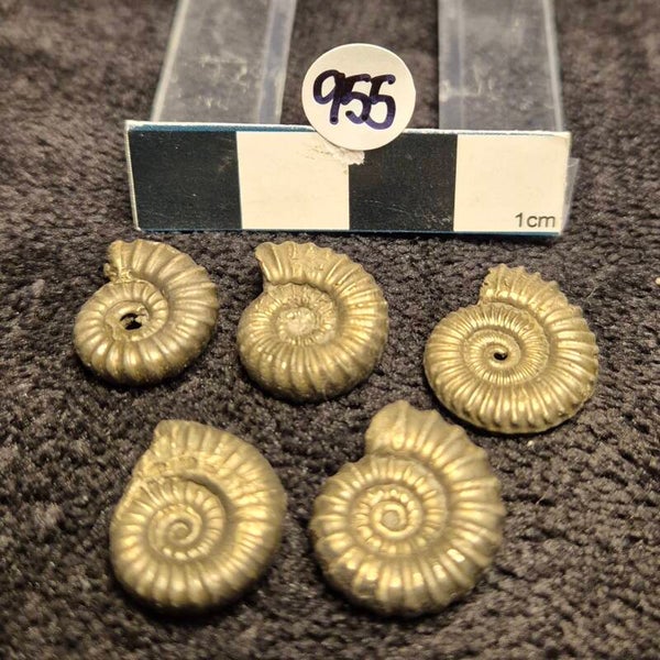 Pyrite ammonites x 5  955