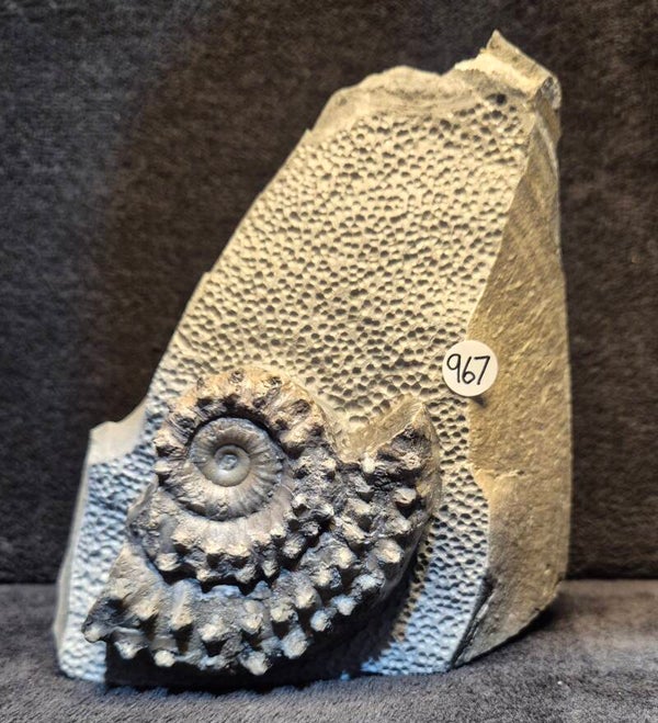 Partial Microderoceras