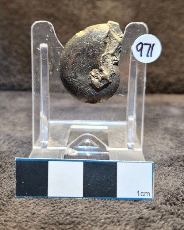 Pyrite Oxynoticeras 971