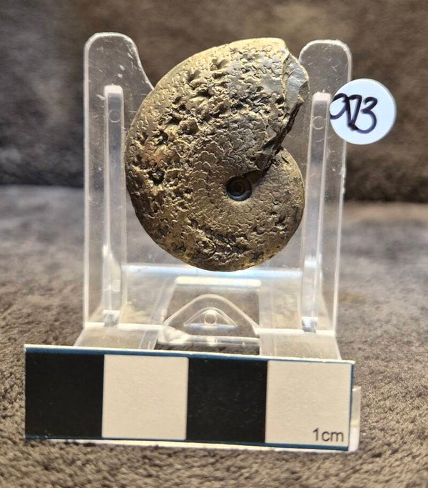 Pyrite Oxynoticeras 973