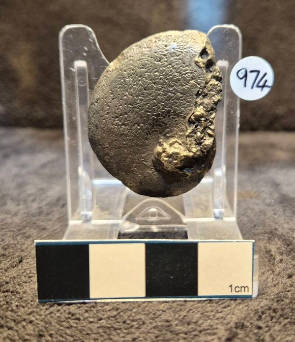 Pyrite Oxynoticeras 974