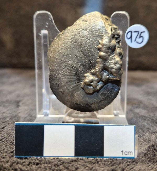 Pyrite Oxynoticeras 975
