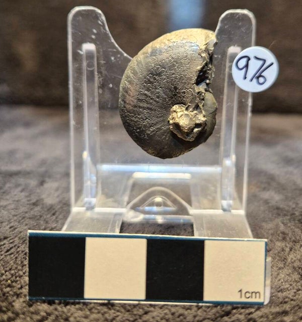 Pyrite Oxynoticeras 976