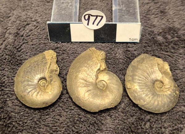 Pyrite Oxynoticeras x 3 977