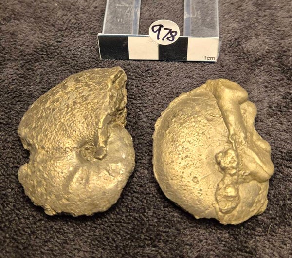 Pyrite Oxynoticeras x 2