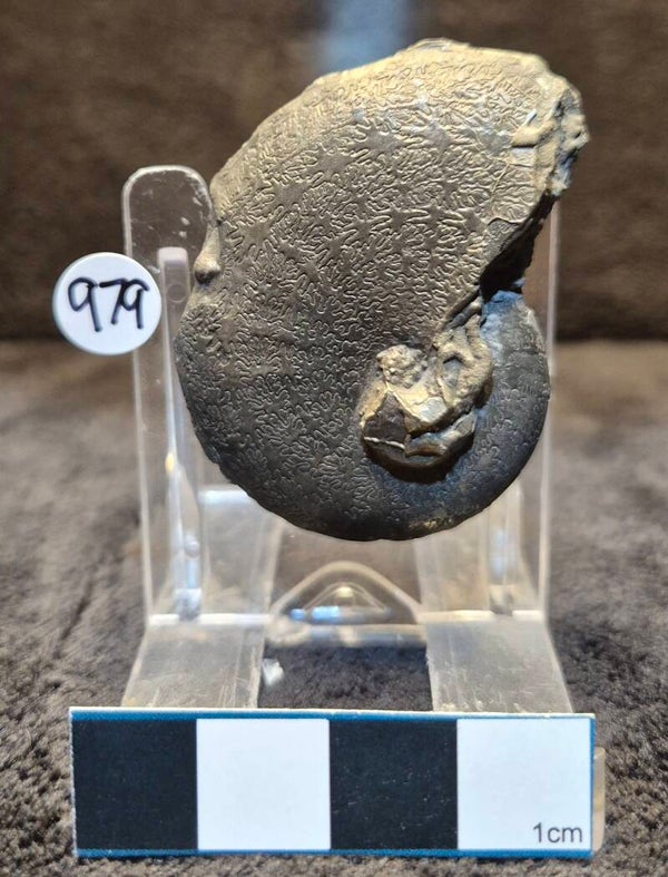 Pyrite Oxyniticeras  979