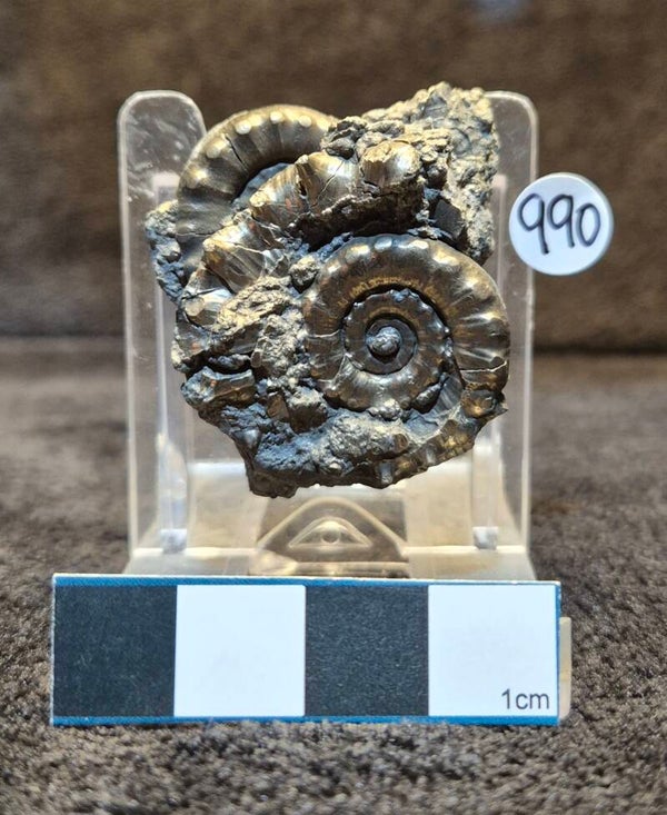 Pyrite Cluster 990