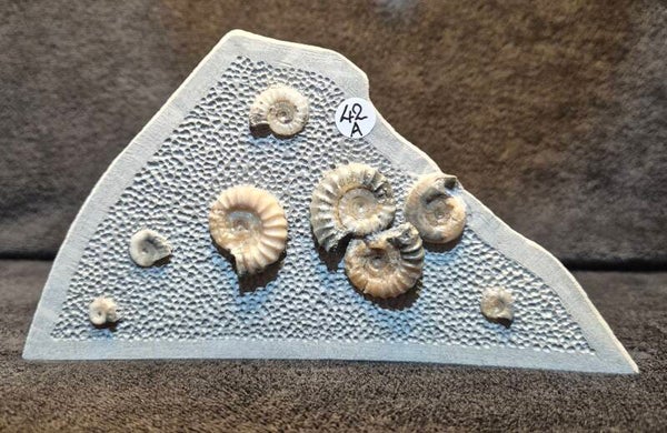 Jurassic Fossil