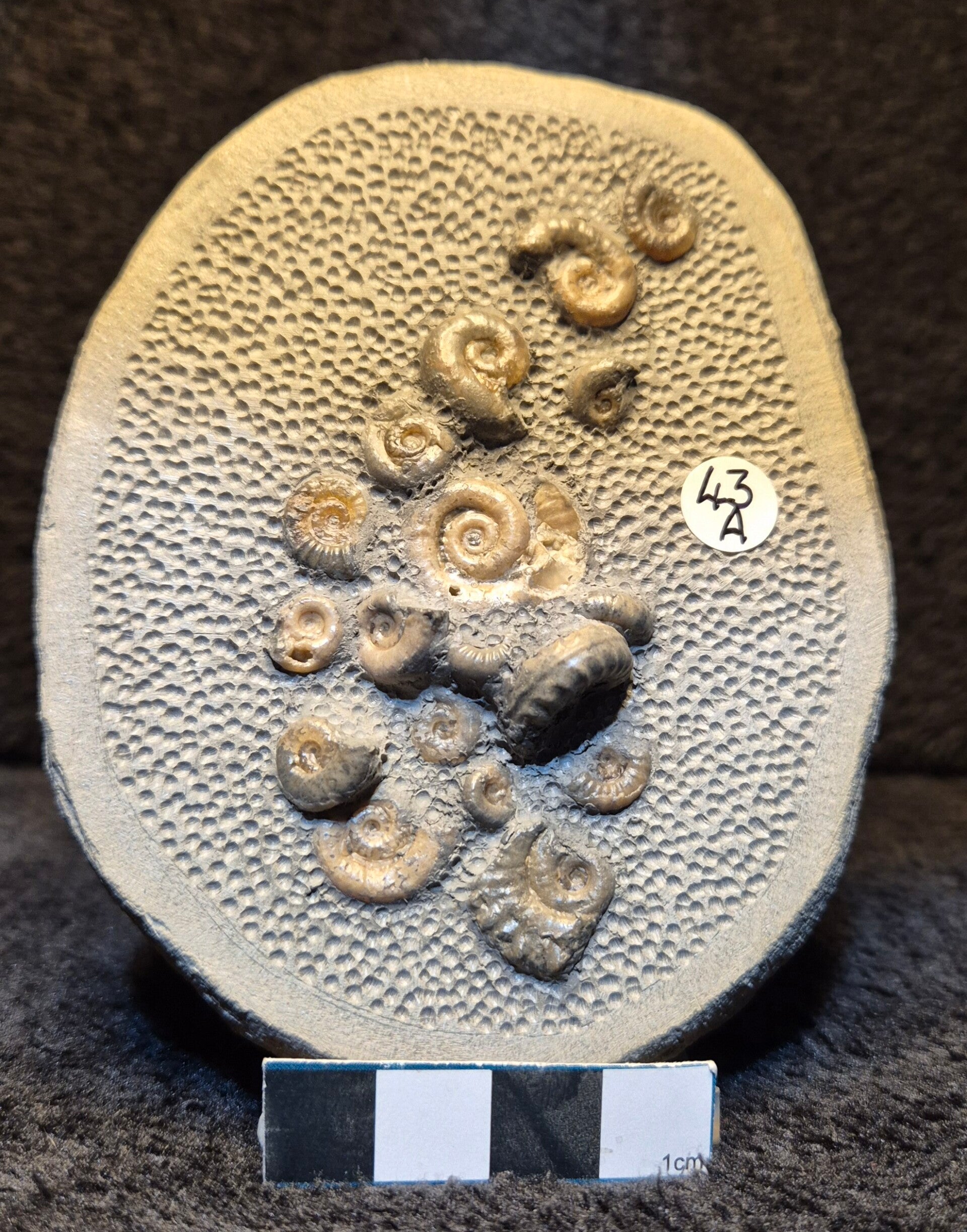 Topstone nodule fossil 43a