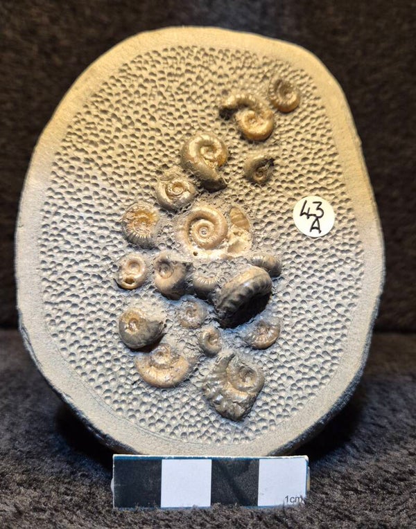 Topstone nodule fossil 43a