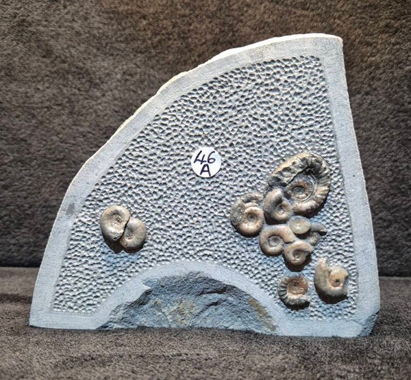 Calcite ammonites 46a