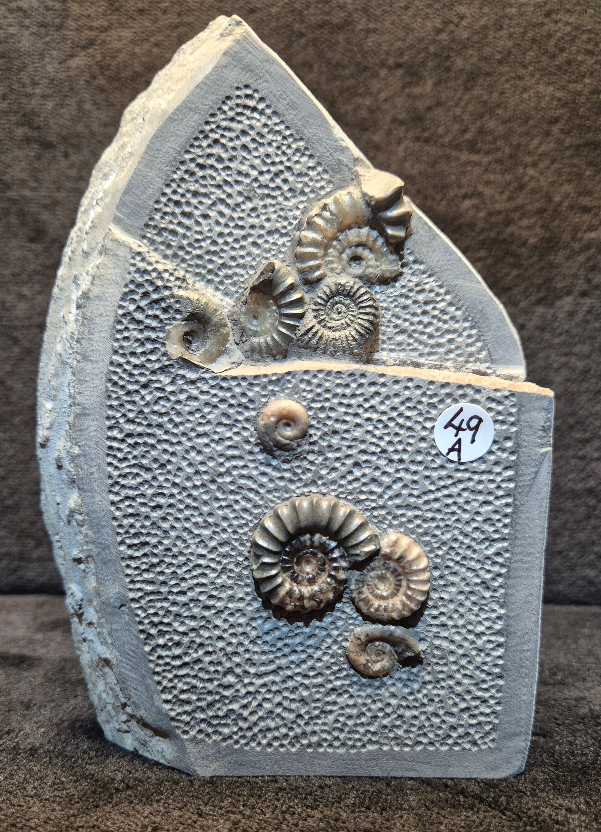 Calcite fossil 49a