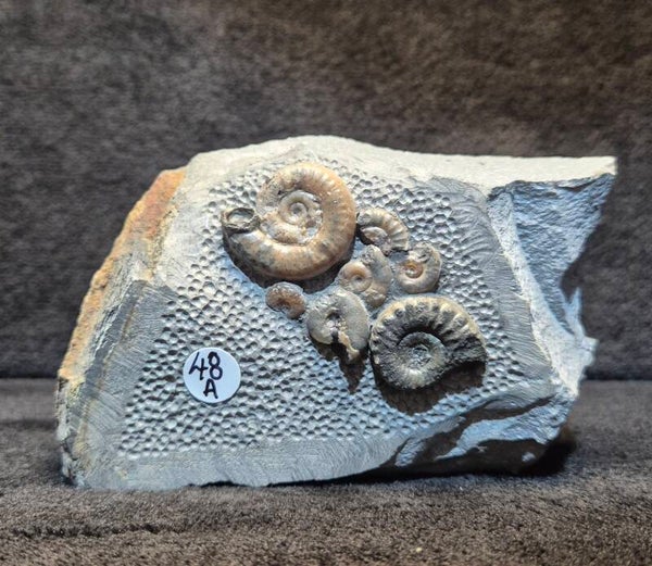 Calcite ammonites