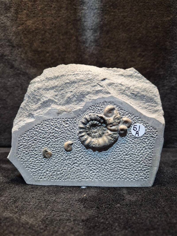 Calcite ammonites 51a