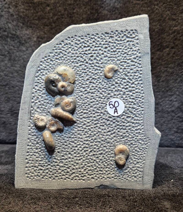 Calcite ammonites 50a