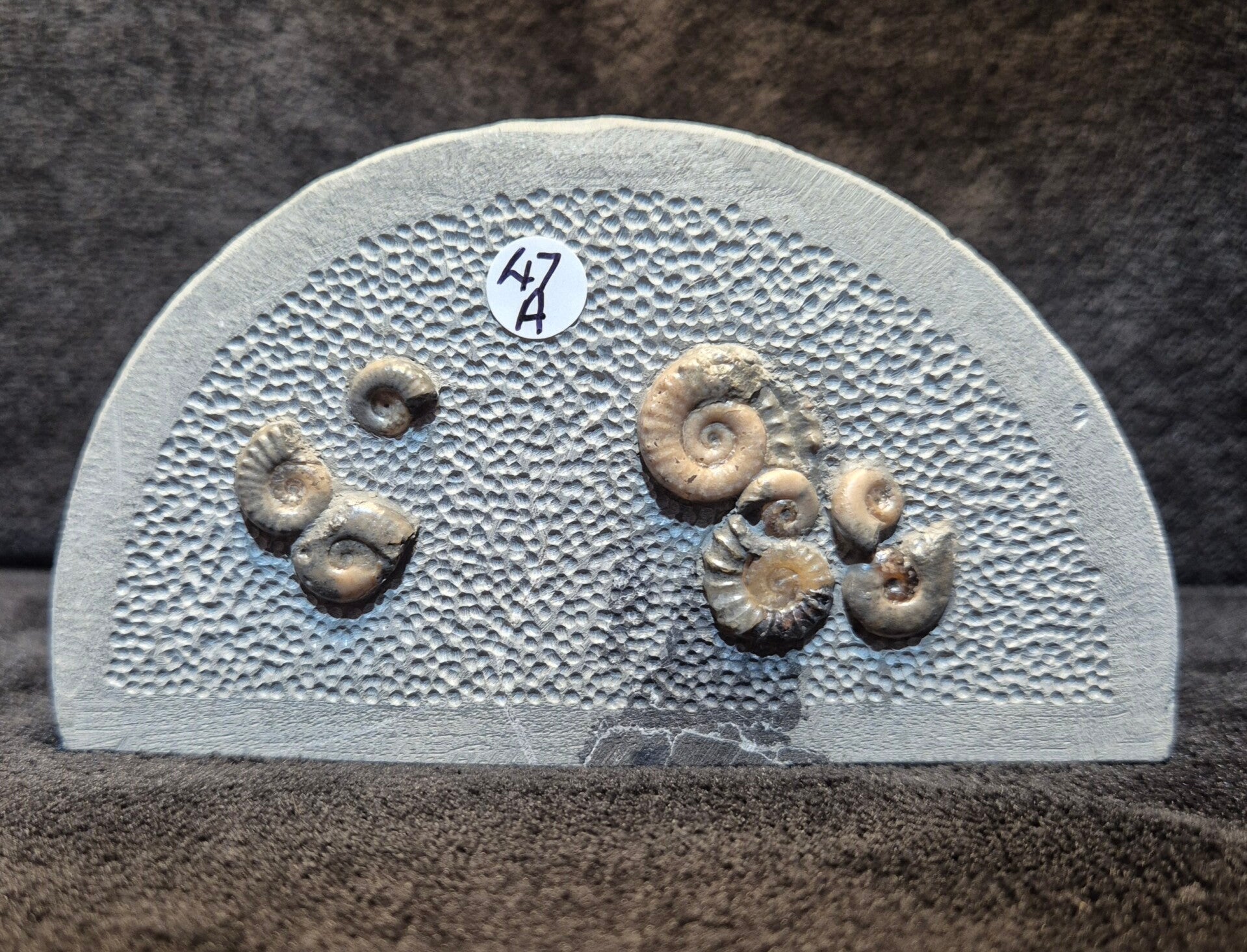Calcite ammonites 47a