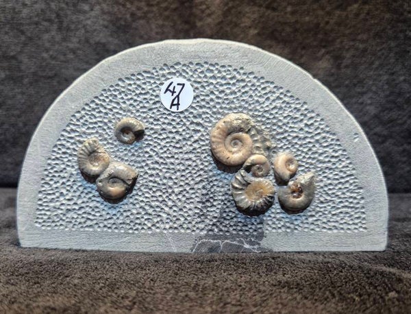 Calcite ammonites 47a