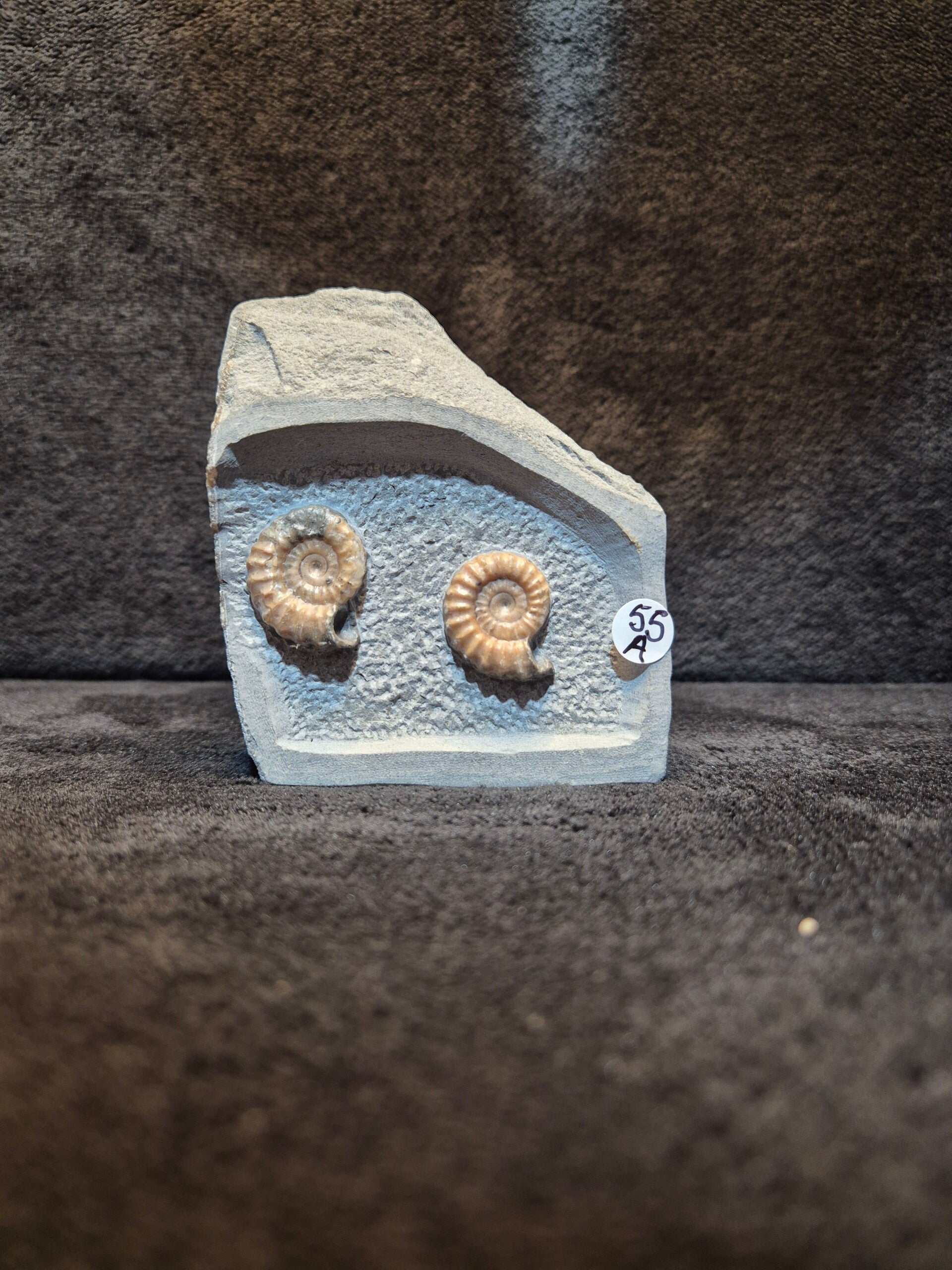 Calcite ammonites 55a