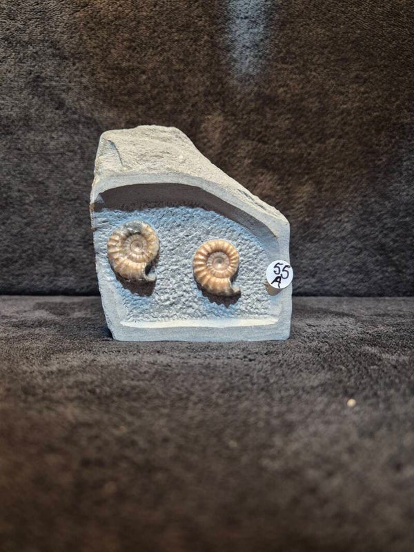 Calcite ammonites 55a