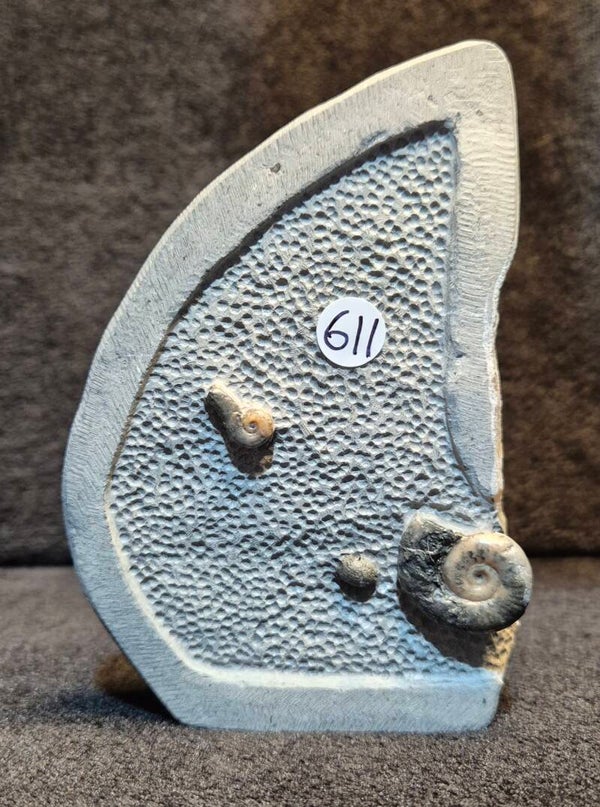 Calcite ammonites 611