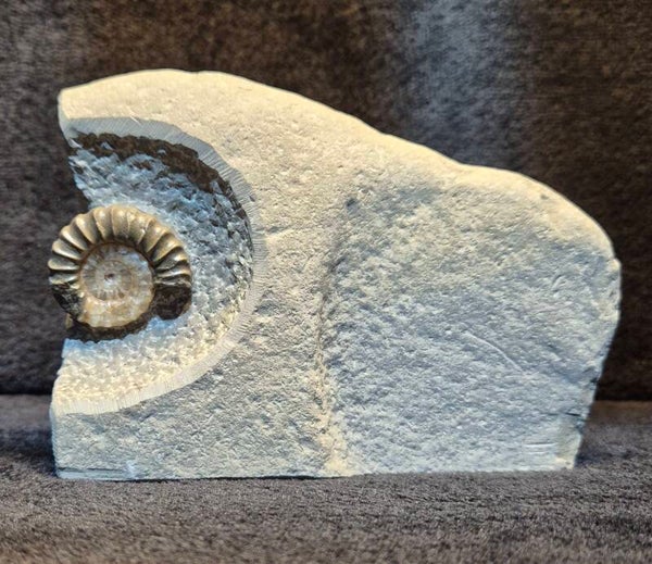 Calcite ammonite