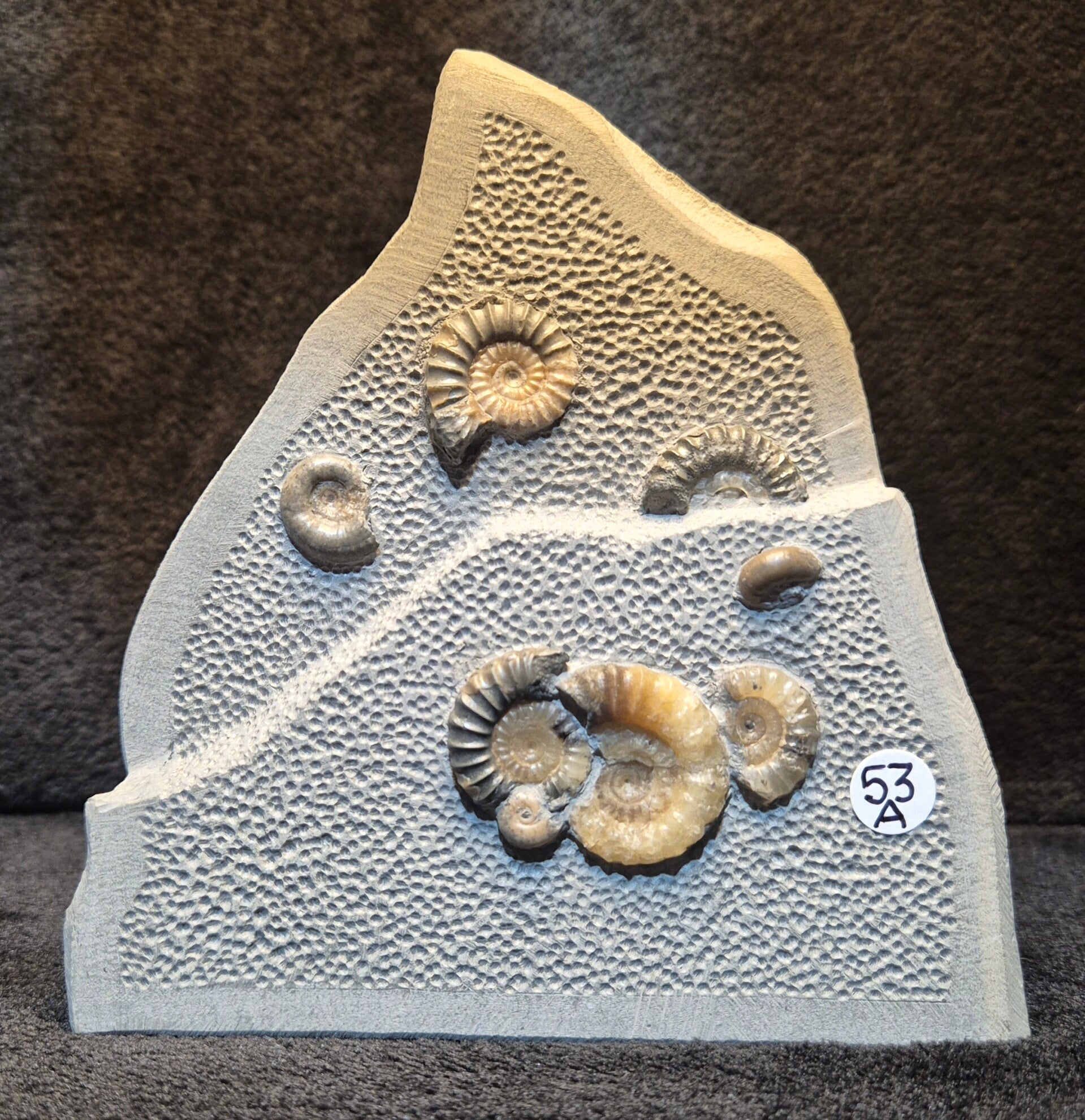 Calcite ammonites 53a