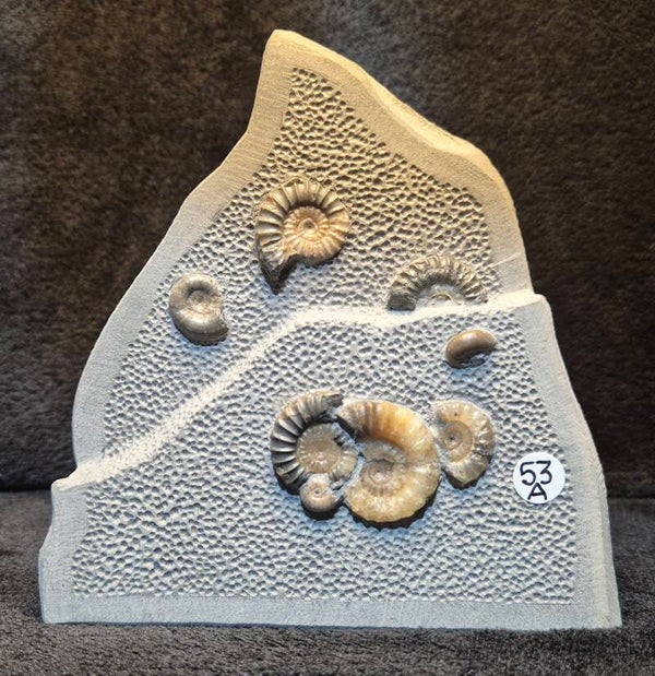 Calcite ammonites 53a