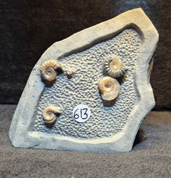 Calcite ammonites 613
