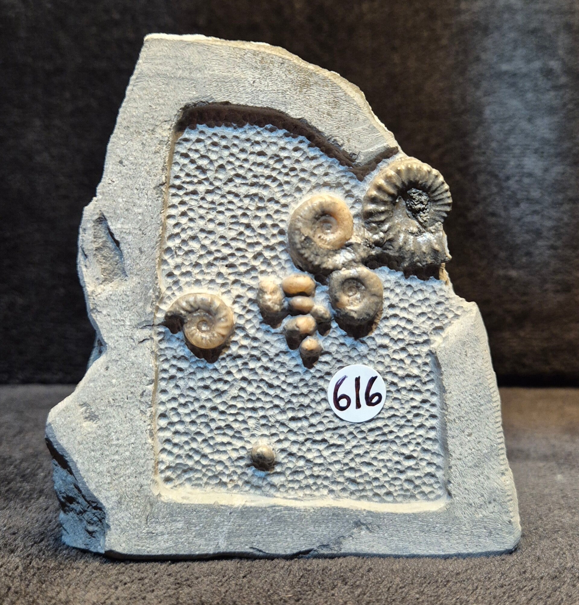 Calcite ammonites 616