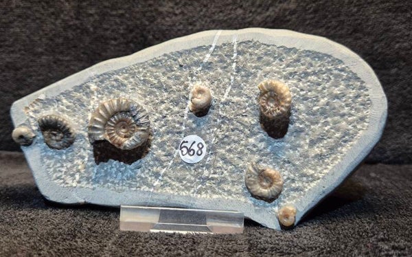 Calcite ammonites 568