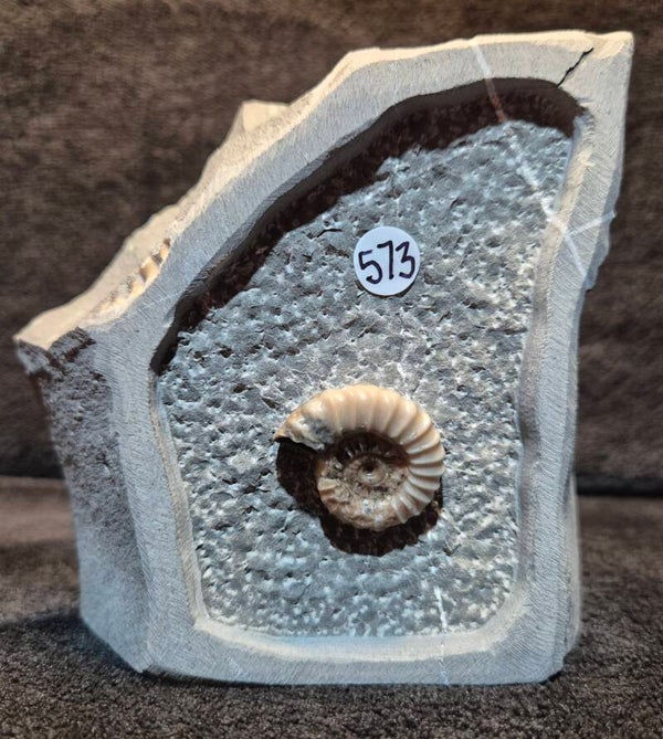 Calcite ammonite 573