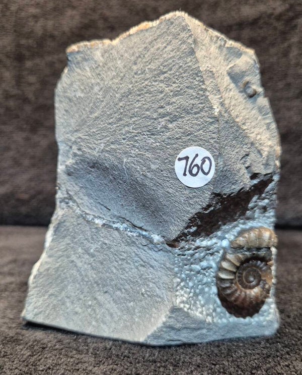 Calcite ammonite 760